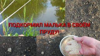 Малёк белого амура и толстолобика кушает сухую смесь в моём пруду!