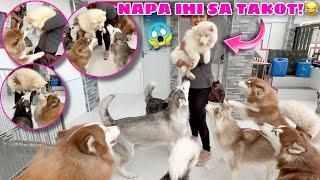 Snowhite Meets The Pack! | NAPA IHI SA TAKOT! | Husky Pack TV