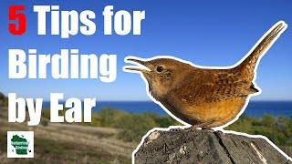 5 EXPERT Tips for Identifying Birds by Song!