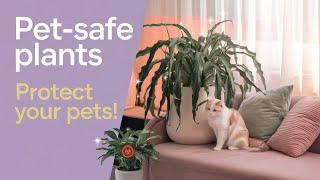 What Plants Are Safe for Pets? Top Non-Toxic Houseplants