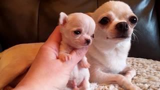 Micro Mini Me!  - Chihuahua