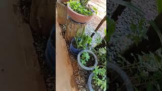 🪴 #plants #flowerspot #garden #plantpots #ideashowtomakeflowerpot