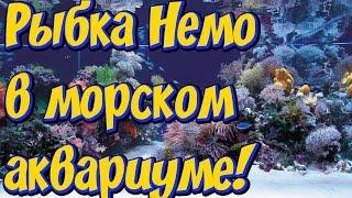 Морские аквариумы! Рыбка Немо! Любителям морских аквариумов посвящается!