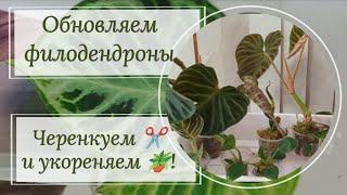 Омолаживаем филодендроны. Черенкуем ️ и укореняем 🪴 !