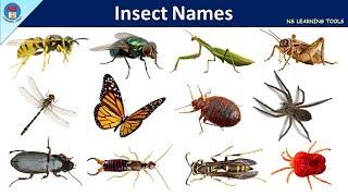 Insects Name | Insects & Bugs Vocabulary | 60 Insects & Bugs names In English With Pictures | Bugs