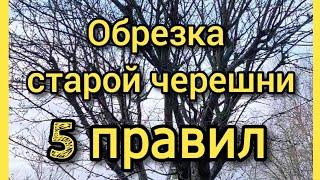 Как обрезать ЧЕРЕШНЮ старую, запущенную? Запомни 5 ПРАВИЛ!