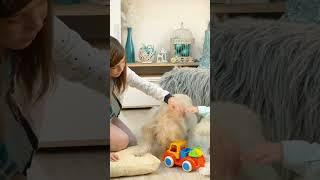 What is Recovery Food for Dogs? | #pets #shorts_video