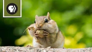 Chipmunk Showdown