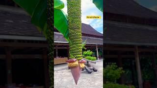 Bananas high yield variety in rural Chinese farm #ytshorts #shots #fruitgarden