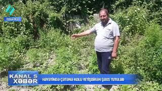 İsmayıllıda həyətində çətənə kolu yetişdirən şəxs tutulub @Kanal-S