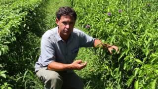 PEPPERS: From the Field