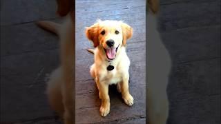 cute golden retriever puppy dog barking #puppy #cute #pets #barking #dog #cutedog #trending #shorts