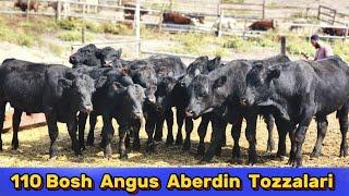 110_Dona Angus Aberdin va 55_Dona Gereford Buqalar Uddarlari 2-Oktyabr, 2024