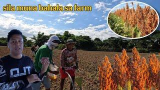 SORGUM FARMING NAMAN ANG SUSUBUKAN