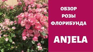 Роза Angela Обзор чуда !!!Лучшая роза в саду !!!