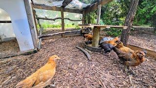 Odd Jobs! _ DIY Chick Feeder! // Whitt Acres