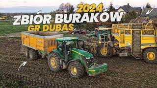   OPOROWE KOPANIE BURAKÓW 2024  "JOHN DEERE 7R230 W AKCJI"  ROPA TIGER 6   UR DUBAS 