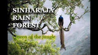 Sinharaja Rain forest