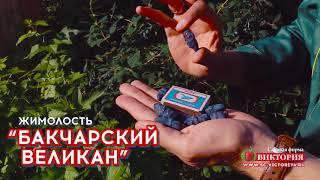 Выдающаяся жимолость "Бакчарский великан"