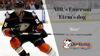 NHL'S EMERSON ETEM'S 1.5 Y.O HUSKY "Rico" AMAZING OBEDIENCE