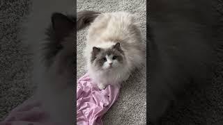 An update on Josie growing up with her mom Lovey