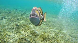 Titan Triggerfish Attack in Bali