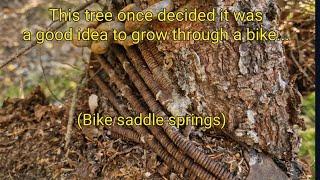 Amazing tree grows straight through a bike! #nature #tree #penetration #bike