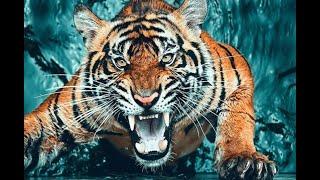 SERVER TIGER Dayz