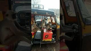 Maja aa Gaya auto mein #automobile #autosoundeffects #monkeys#funny#true