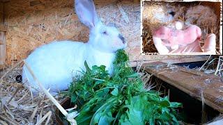 Weißes Kaninchen hat Babys bekommen