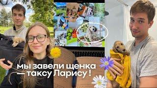 Как мы завели щенка? Кремовая такса Лариса