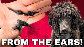 Worst OWNER Mistake EVER on a POODLE!