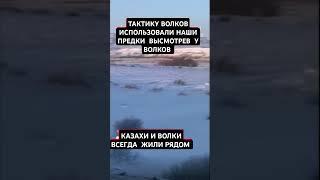 ЕРГАЛИ АГА ВСТРЕТИЛ СТАЮ КРУПНЫХ ВОЛКОВ, И КОММЕНТИРУЕТ ТАКТИКУ ВОЛКОВ...