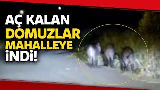 Sultangazi’de Mahalleye İnen Domuz Sürüsü Vatandaşları Tedirgin Etti