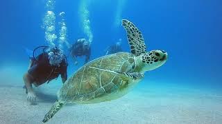 Ocean Literacy Initiatives