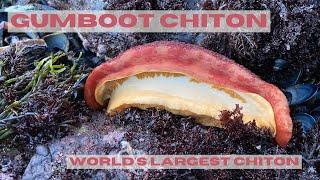 Gumboot chiton, the world’s largest chiton species!