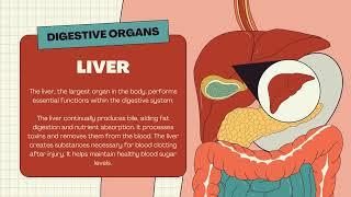 The Digestive System