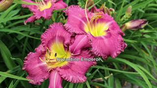 Roberta's 5-Piece Carefree and Colorful Daylilies on QVC