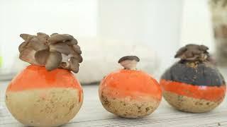 Oyster Mushroom Workshops | Available at BBC Gardeners World Events 2024