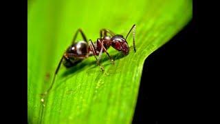 INCREDIBLE ANT WALKING FULL HD