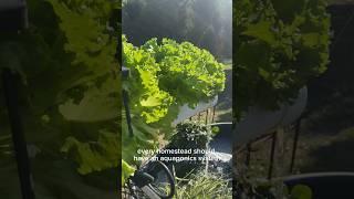 My Simple Backyard Aquaponics System