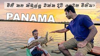 මිනීමරු කිඹුල්ලු එක්ක ජීවිතේ ගෙවන මිනිසා  |  Crocodile Watching in Panama Lake