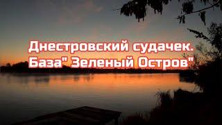 Днестровский судачек.База Зеленый Остров.07.11.24г