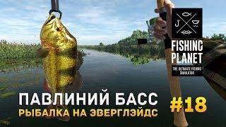 Fishing Planet #18 - Павлиний Басс. Рыбалка на Эверглэйдс