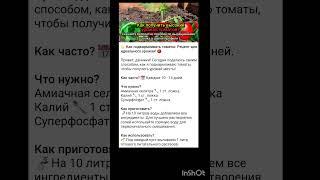 как подкармливать помидоры