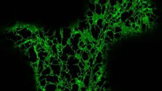 The Highways and Byways of the Plant Cell
