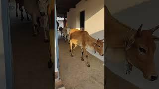 chhoti chhoti gaiya chote chote gwal #chhotichhotigaiya #chhotegwal #cowlover #gaumatakijaiho #cows