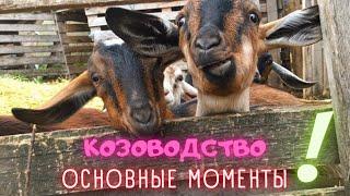 Козы уход и кормление \ Уход за козами \ Козоводство для начинающих \ Содержание козы