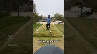 Turf Alternative! Clustered Field Sedge Care #lawn #lawncare #turfmanagement #landscaping #waterwise