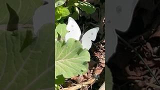 How to make decoy cabbage white butterflies to stop the nibbling green cabbage worms… do they work?